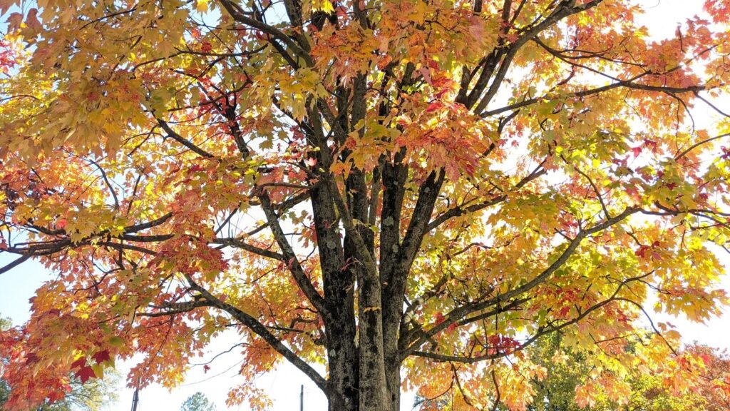 a large tree with lots of leaves on it